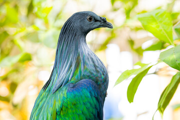 Fototapeta premium Nicobar Pigeon in Singapore Zoo