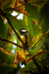Great Tit (Parus major) Perched on a Tree Branch Among Autumn Leaves © Pedro