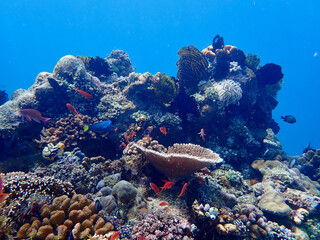 Vibrant coral reef teeming with tropical fish. A bright underwater scene showcasing the rich biodiversity of a healthy marine ecosystem. © Houston