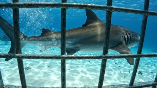 Shark in cage diving predator underwater ocean wildlife dangerous animal