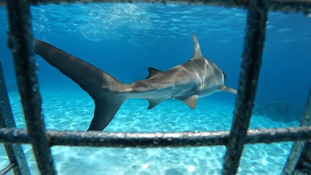 Shark cage diving Predator swims near underwater cage ocean abyss