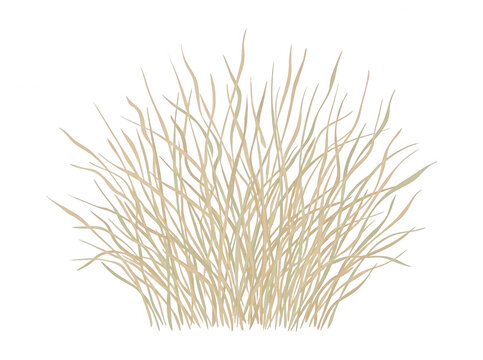 Ilustraci&oacute;n vectorial de un arbusto seco o hierba ornamental con ramas finas de color beige sobre un fondo blanco limpio, ideal para dise&ntilde;o gr&aacute;fico, elementos de paisaje o composiciones de naturaleza.
