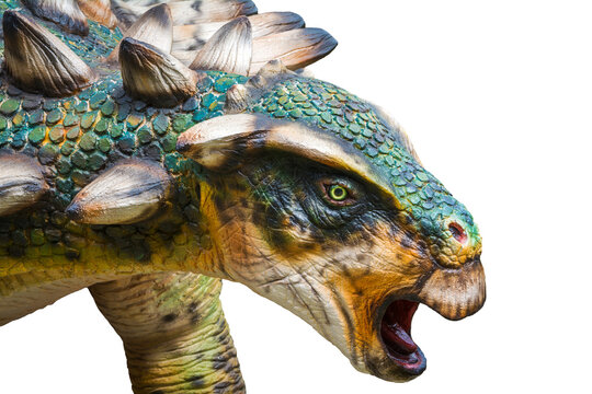 Gastonia head, Gastonia is an herbivorous ankylosaurian dinosaur genus from the Early Cretaceous period. Belonging to the family Nodosauridae, it was a heavily armored quadrupedal reptile.