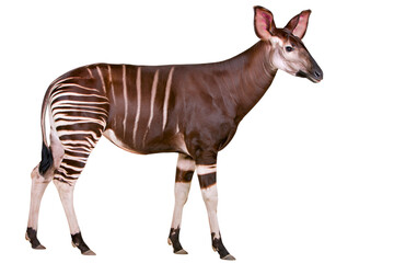 Naklejka premium Side view of a brown and white striped okapi standing animal with long tail against solid background