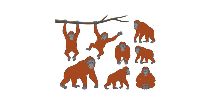 Orangutan ape character collection in various poses set on transparent background for wild nature themed animal graphic.