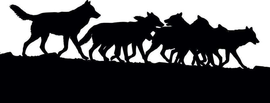 Silhouette pack of wolves running together across open terrain