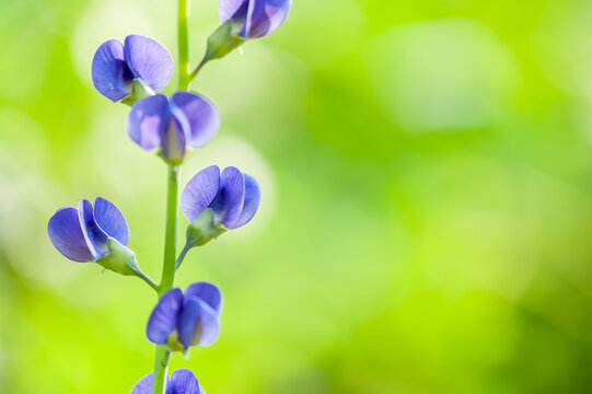 一筋に咲くムラサキセンダイハギの花/Close-up of Purple False Indigo Blossoms