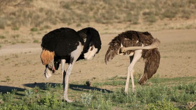 A pair of ostriches (Struthio camelus) preening in natural habitat, Kalahari desert, South Africa
