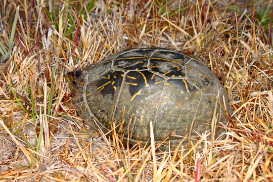 Florida Box Turtle peaks out of its shell