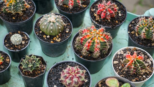 Colorful potted cactus plants displayed together closeup