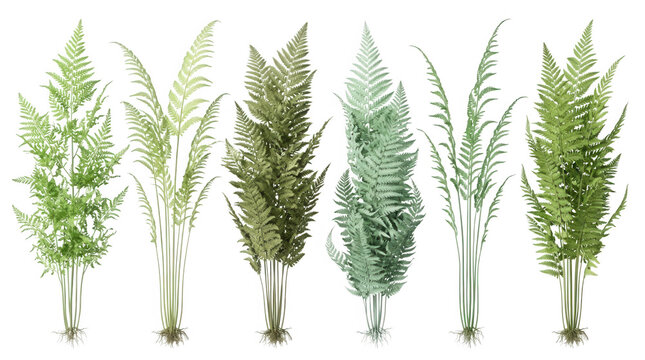 Ensemble de six plantes de foug&egrave;res vertes d&eacute;taill&eacute;es isol&eacute;es sur un fond blanc pur, id&eacute;ales pour des compositions botaniques, des designs de jardinage ou des &eacute;l&eacute;ments graphiques de d&eacute;coration