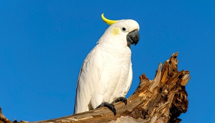 Fototapeta premium white cockatoo on tree branch isolated on blue background