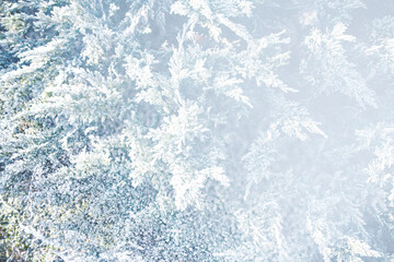 Naklejka premium Closeup of spruce covered with snow