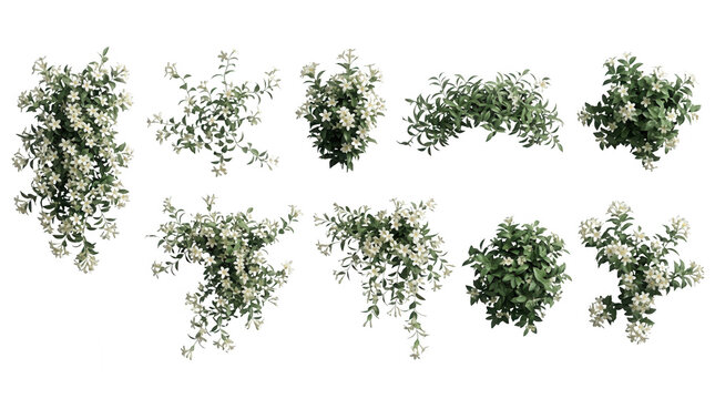 Conjunto de arbustos e plantas com flores brancas isoladas em fundo branco, elementos de vegeta&ccedil;&atilde;o para design paisag&iacute;stico, arquitetura e renderiza&ccedil;&atilde;o 3D, vista superior e frontal de folhagens