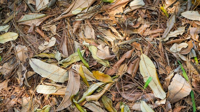 Dry fallen leaves scattered on forest ground