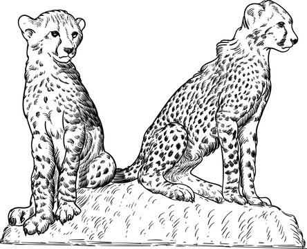 two cheetah sit on rock sketch drawing style artwork