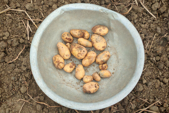 Potatoes affected by common scab skin disease