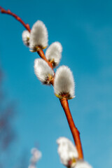 pussy willow branch © Tanja