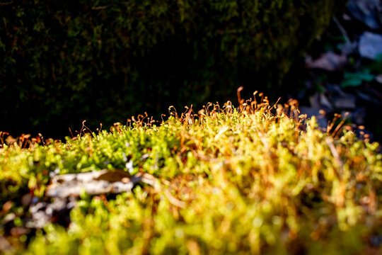 Close-up of moss in spring