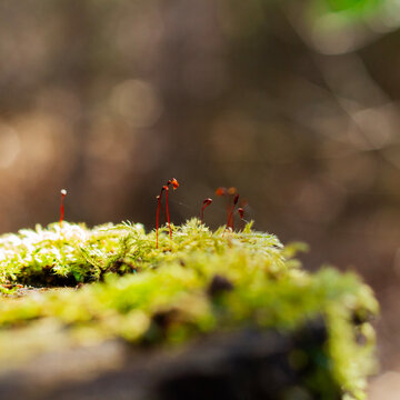close-up of moss