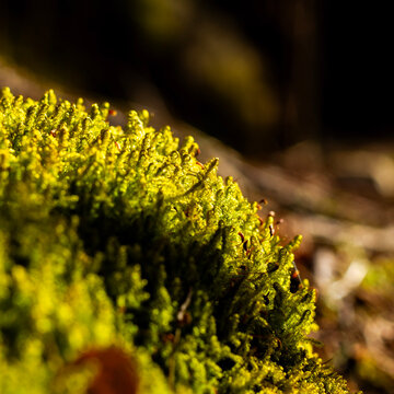 close-up of moss