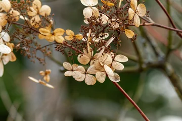 Fotobehang Hortensia withered hydrangea flowers  © Tanja