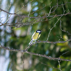 A great tit is sitting on a branch © Tanja