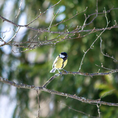 great tit on a branch © Tanja