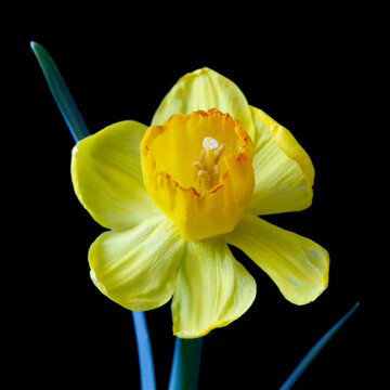 Close-up of a yellow daffodil