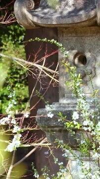 Traditional Japanese Stone Lantern with Spring Flowers in Tokyo Garden