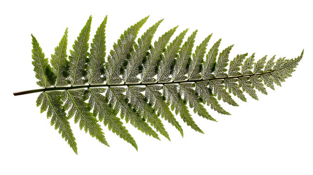 Pressed fern leaf on white background