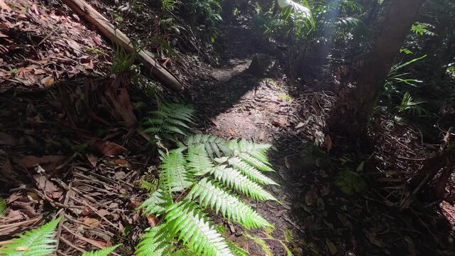 Sunlight Filtering Through Ferns on Subtropical Rainforest Hiking Trail