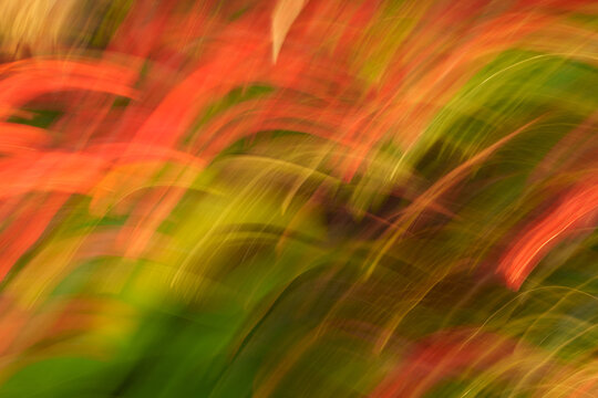 Red and green botanical motion blur effect images.
