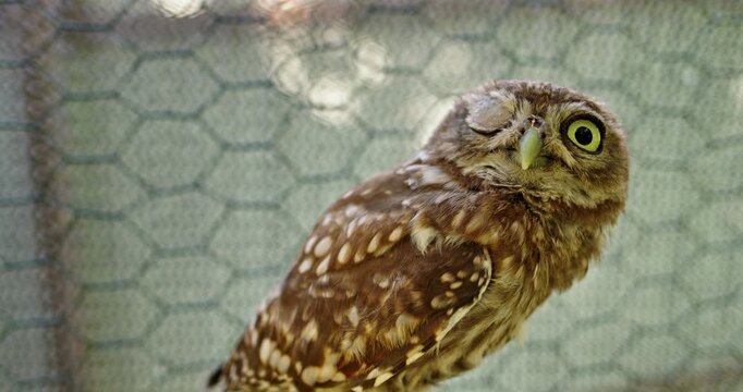 Little Owl Blinking One Eye in Wire Enclosure
