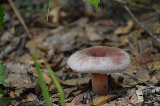 Florida Wildlife Milk Cap Mushroom