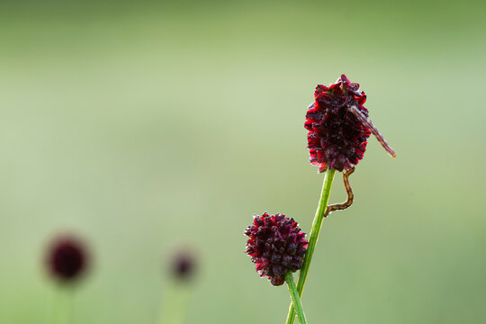 Close-up macro of a Geometridae inchworm caterpillar crawling on a great burnet flower stem in morning light