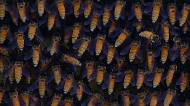 Giant honey bees shimmering behavior in dark colony close up video.