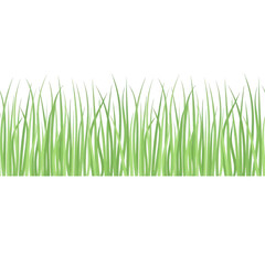 Obraz premium Grüne Grashalme als freigestellte Bordüre auf weißem Hintergrund, perfekt geeignet für frühlingshafte und sommerliche Designprojekte.