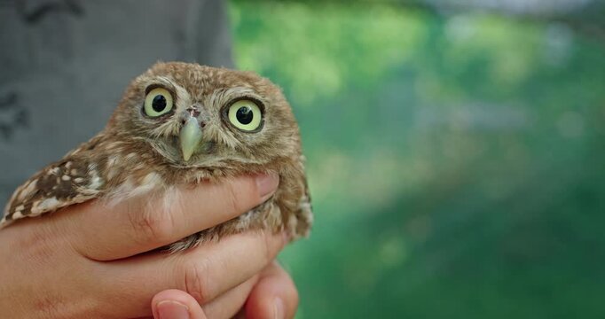 Front-Facing Little Owl Looking at Camera While Held in Human Hands