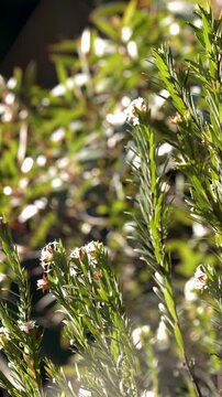 Sunlit Australian Native Flora with White Flowers in Blue Mountains