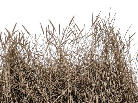 Erba secca e paglia di colore marrone chiaro isolate su sfondo bianco, dettaglio di vegetazione selvatica autunnale con steli sottili e spighe.