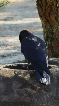 Large-Billed Crow Perched on a Stone Basin in Tokyo