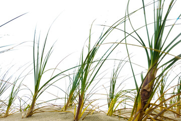 Naklejka premium Pingao grass growing in small patch in sand dunes at Ripiro Beach