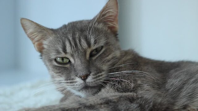 Cat cute animal background, pet