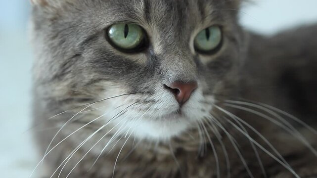 Cat love animal relax background