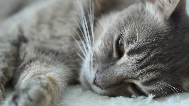 Cat blue color, love animal relax background