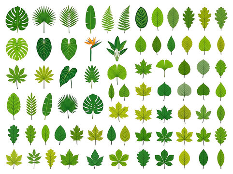 Tropical leaf collection with 72 green foliage icons. Botanical plant leaves set on white background. Exotic jungle and forest leaf variety.