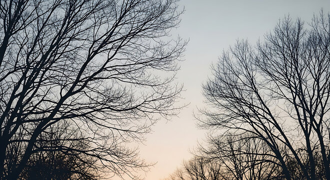 Silhouetted bare tree branches reaching toward the soft pastel sky during a quiet winter sunset with intricate silhouettes