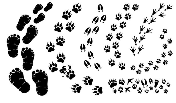 African wildlife and pet footprint black silhouette set with elephant lion deer frog dog and cat walking tracks