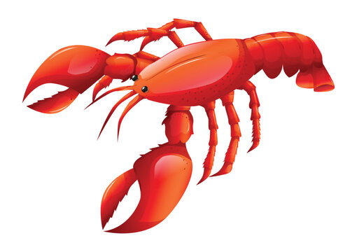 Large Red Lobster Vector Illustration